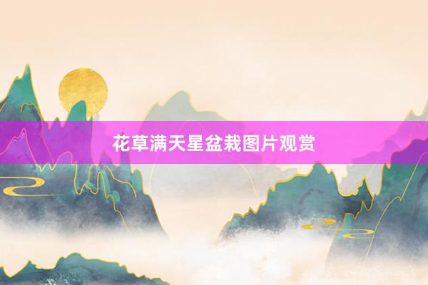 花草满天星盆栽图片观赏