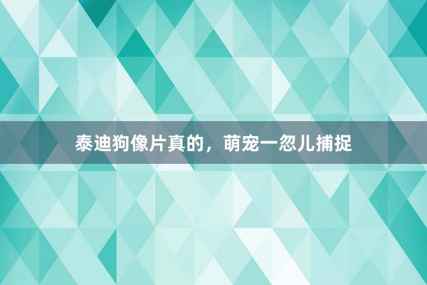 泰迪狗像片真的，萌宠一忽儿捕捉